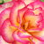Ružová - biela - Climber, popínavá ruža - Harlekin®